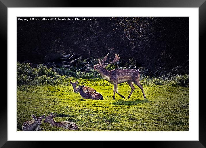 Fallow Deer Framed Mounted Print by Ian Jeffrey
