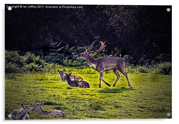 Fallow Deer Acrylic by Ian Jeffrey