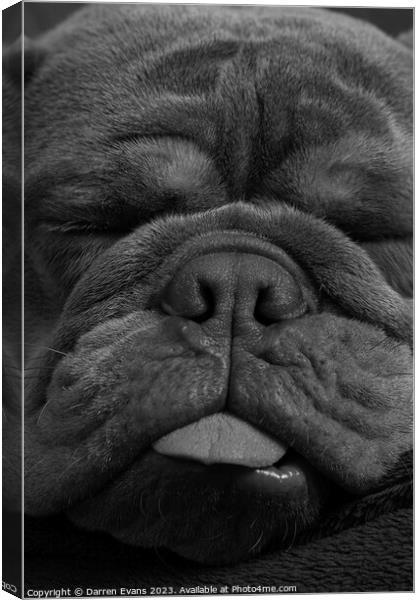 Bulldog snoozing Canvas Print by Darren Evans