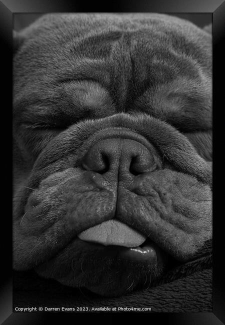 Bulldog snoozing Framed Print by Darren Evans