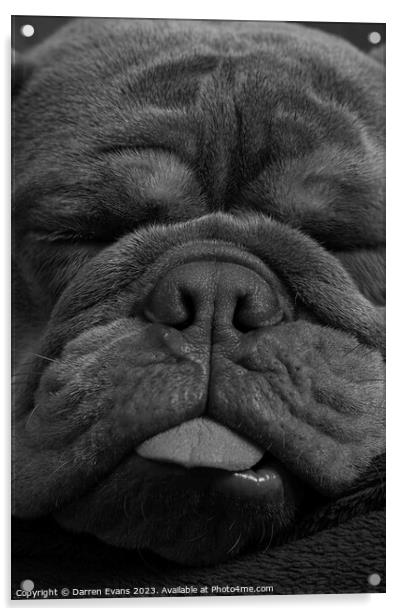 Bulldog snoozing Acrylic by Darren Evans
