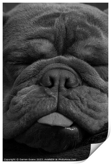 Bulldog snoozing Print by Darren Evans