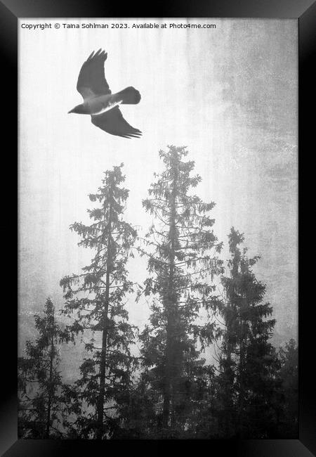 Hooded Crow Flying in Spruce Forest  Framed Print by Taina Sohlman