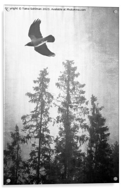 Hooded Crow Flying in Spruce Forest  Acrylic by Taina Sohlman