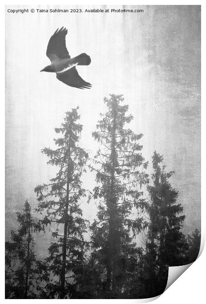 Hooded Crow Flying in Spruce Forest  Print by Taina Sohlman