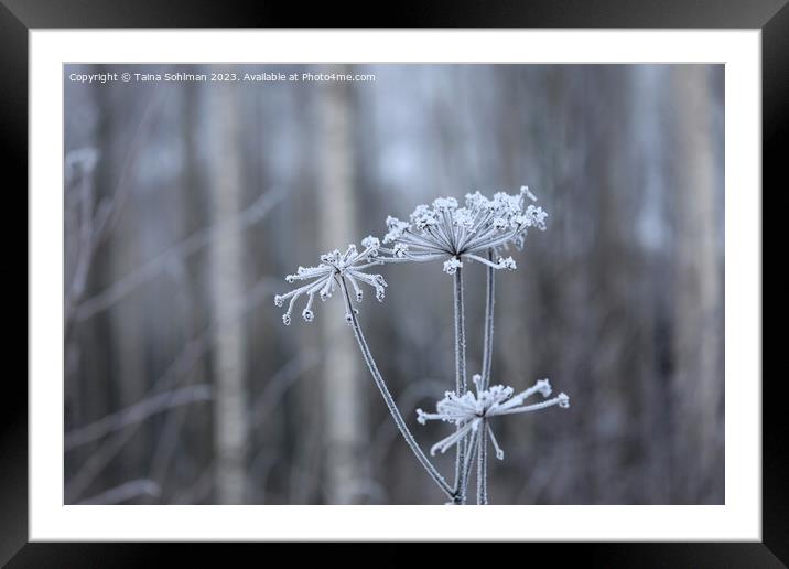 Hoarfrost on Anthriscus sylvestris, Cow Parsley  Framed Mounted Print by Taina Sohlman
