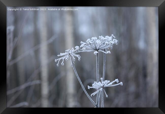 Hoarfrost on Anthriscus sylvestris, Cow Parsley  Framed Print by Taina Sohlman