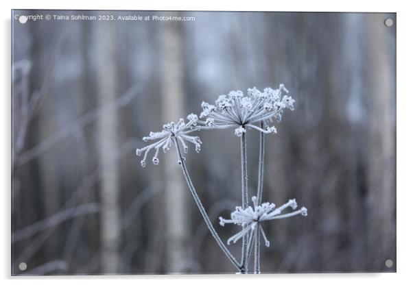 Hoarfrost on Anthriscus sylvestris, Cow Parsley  Acrylic by Taina Sohlman