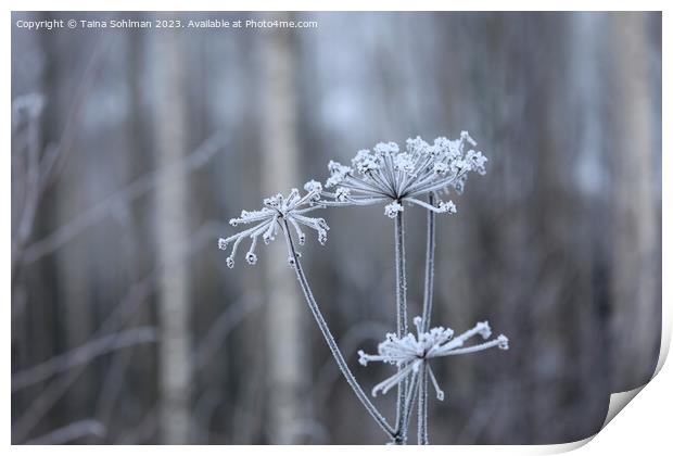 Hoarfrost on Anthriscus sylvestris, Cow Parsley  Print by Taina Sohlman
