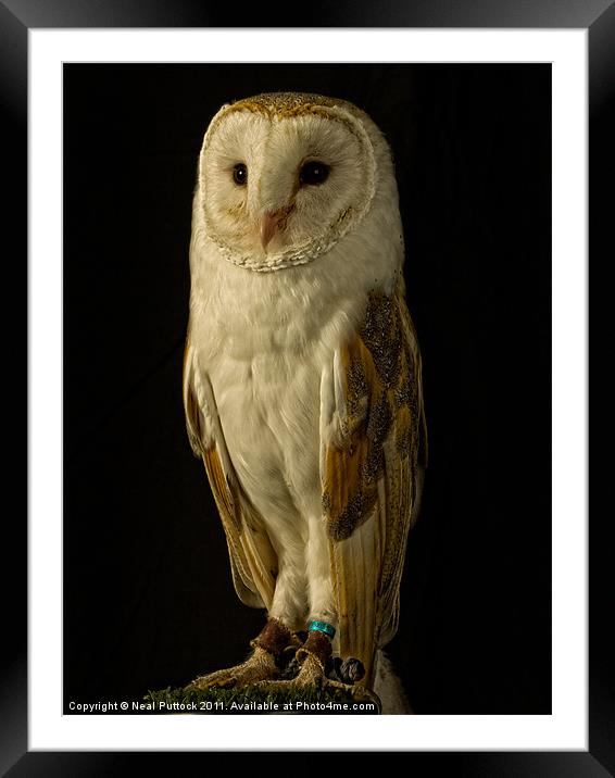 Barn Owl #2 Framed Mounted Print by Neal P