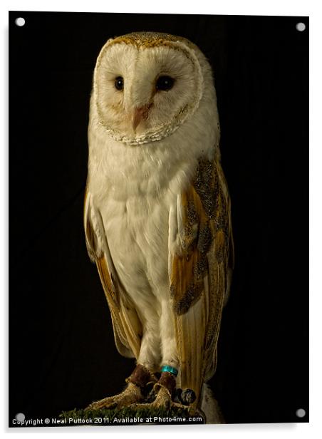 Barn Owl #2 Acrylic by Neal P