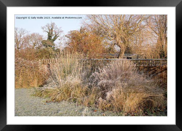 Grasses with frost on them Framed Mounted Print by Sally Wallis