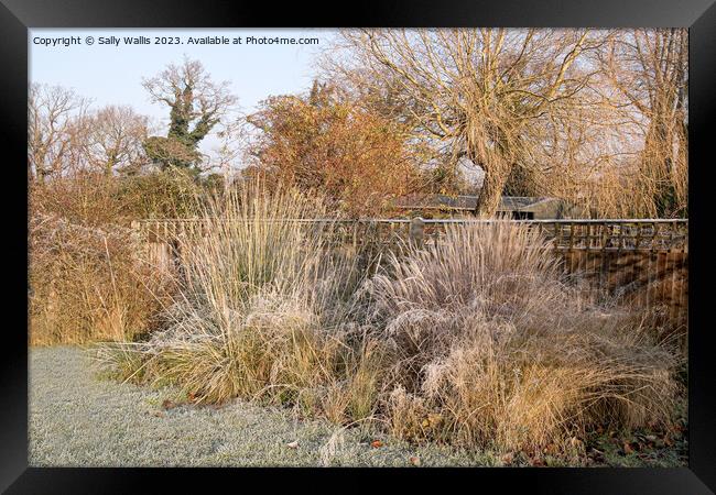 Grasses with frost on them Framed Print by Sally Wallis