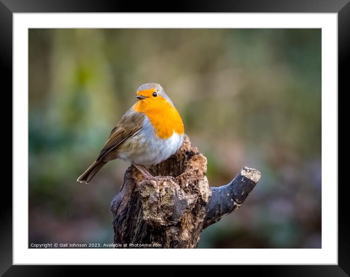 A robing Red Breast Bird  Framed Mounted Print by Gail Johnson