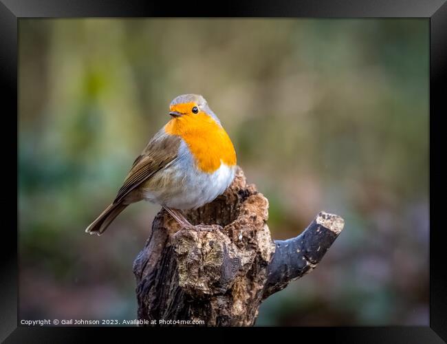 A robing Red Breast Bird  Framed Print by Gail Johnson