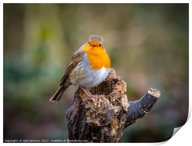 A robing Red Breast Bird  Print by Gail Johnson