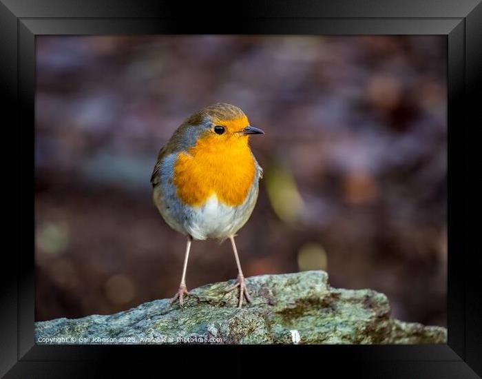A robing Red Breast Bird  Framed Print by Gail Johnson