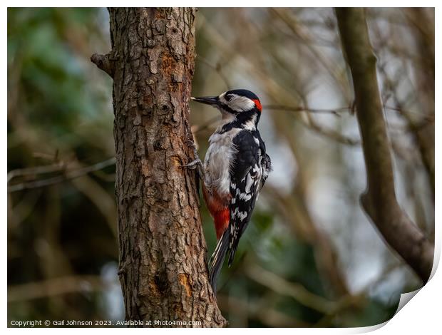 Woodpecker  Print by Gail Johnson