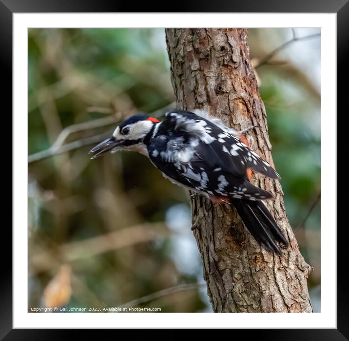 Woodpecker  Framed Mounted Print by Gail Johnson
