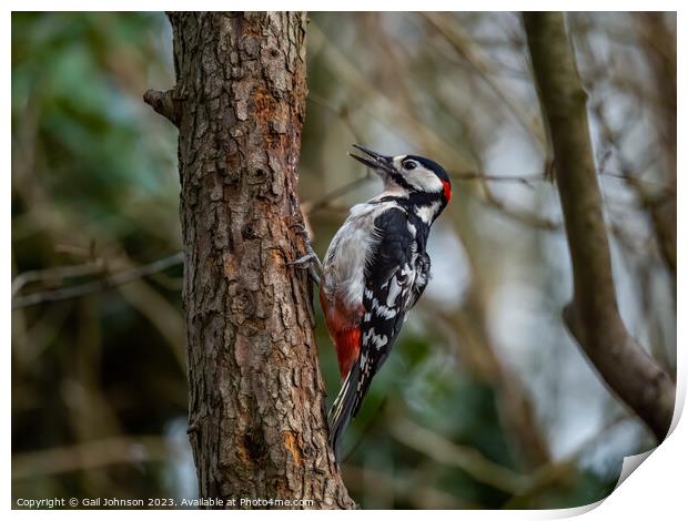 Woodpecker  Print by Gail Johnson