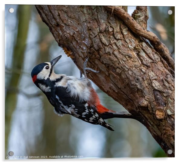 Woodpecker  Acrylic by Gail Johnson