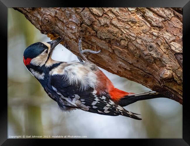 Woodpecker  Framed Print by Gail Johnson