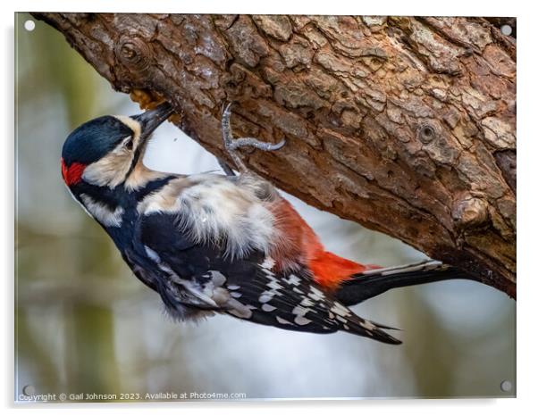 Woodpecker  Acrylic by Gail Johnson