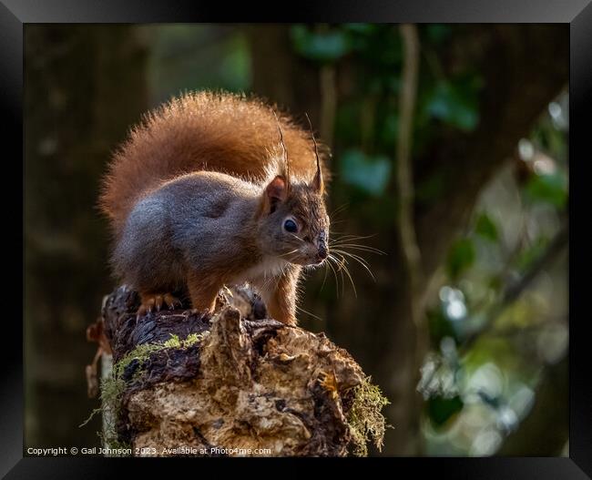 A squirrel standing on a branch Framed Print by Gail Johnson