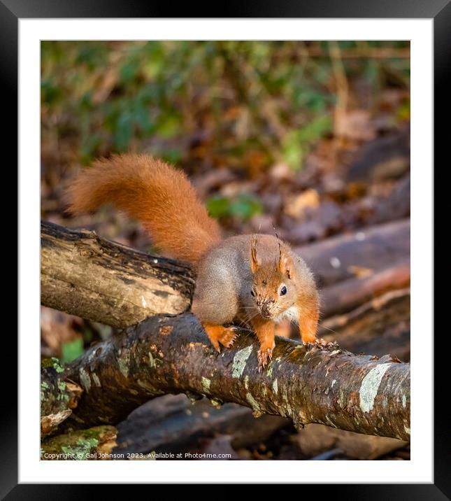Red Squirrel  Framed Mounted Print by Gail Johnson