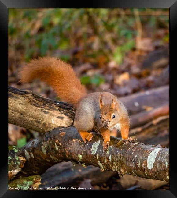 Red Squirrel  Framed Print by Gail Johnson