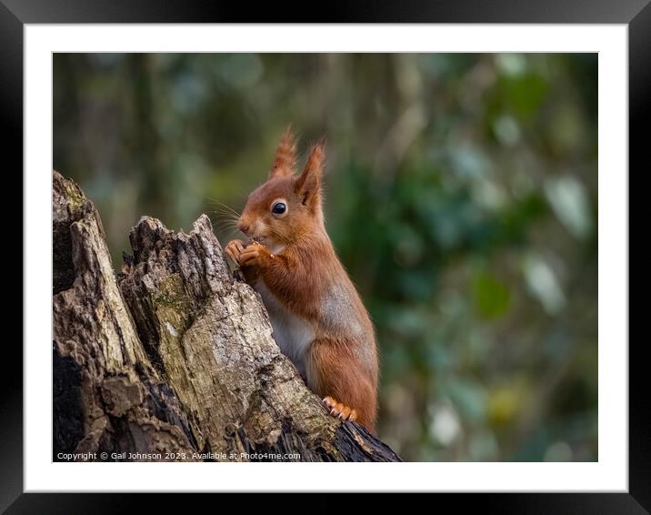Red Squirrel  Framed Mounted Print by Gail Johnson