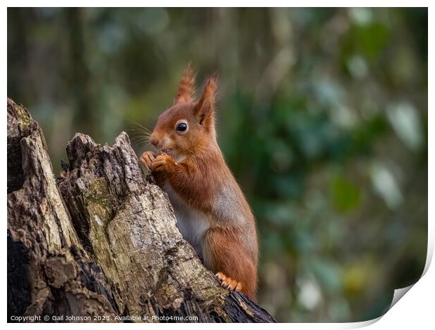 Red Squirrel  Print by Gail Johnson