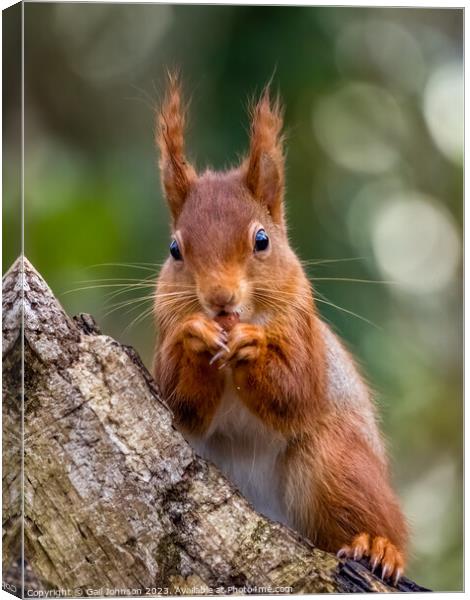 A close up of a Red Squirrel on a branch Canvas Print by Gail Johnson
