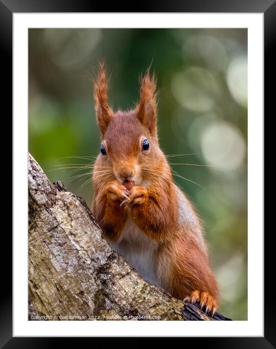 A close up of a Red Squirrel on a branch Framed Mounted Print by Gail Johnson