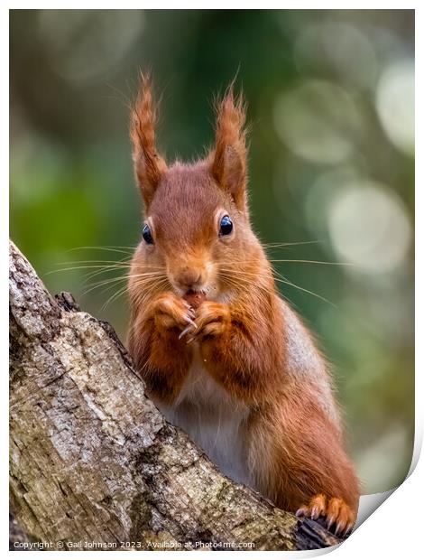 A close up of a Red Squirrel on a branch Print by Gail Johnson