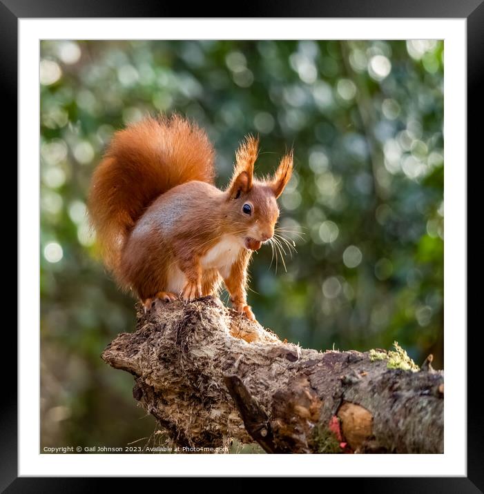 A Red Squirrel  on a branch Framed Mounted Print by Gail Johnson