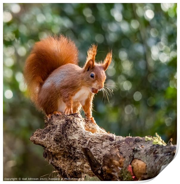 A Red Squirrel  on a branch Print by Gail Johnson