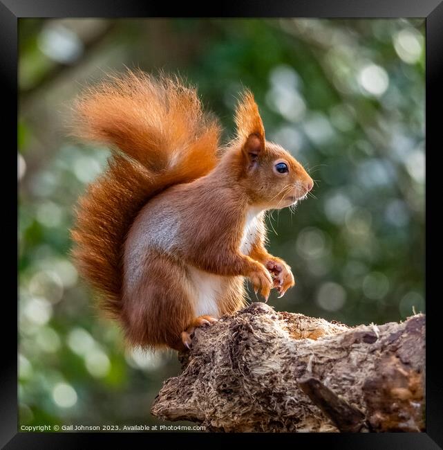 A Red Squirrel  on a branch Framed Print by Gail Johnson