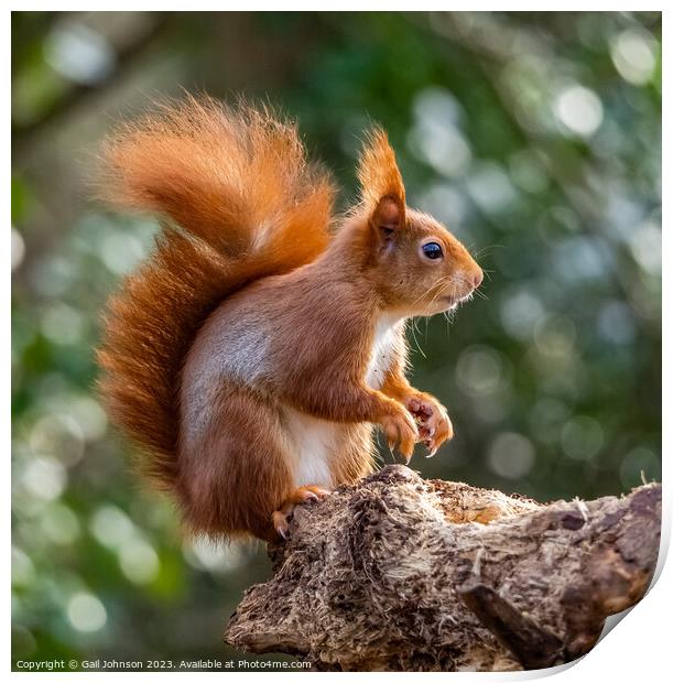 A Red Squirrel  on a branch Print by Gail Johnson