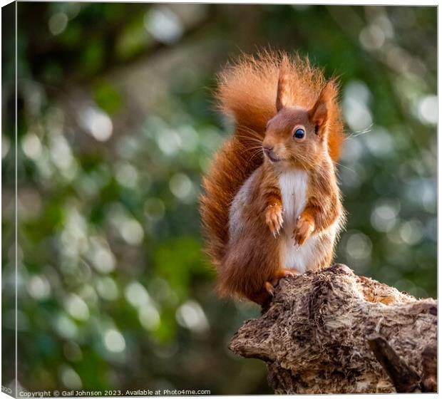 A close up of a Red Squirrel on a branch Canvas Print by Gail Johnson