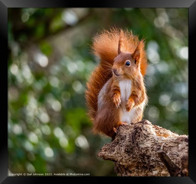 A close up of a Red Squirrel on a branch Framed Print by Gail Johnson
