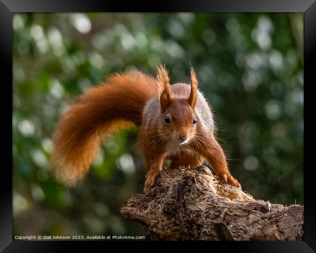 A close up of a Red Squirrel on a branch Framed Print by Gail Johnson
