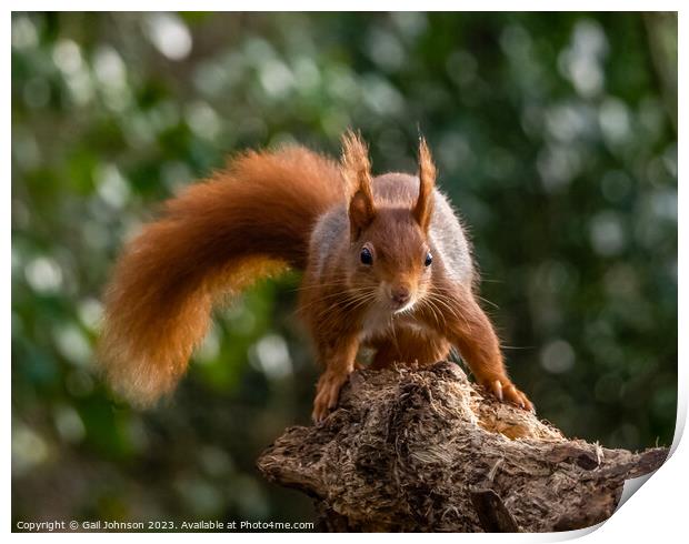A close up of a Red Squirrel on a branch Print by Gail Johnson
