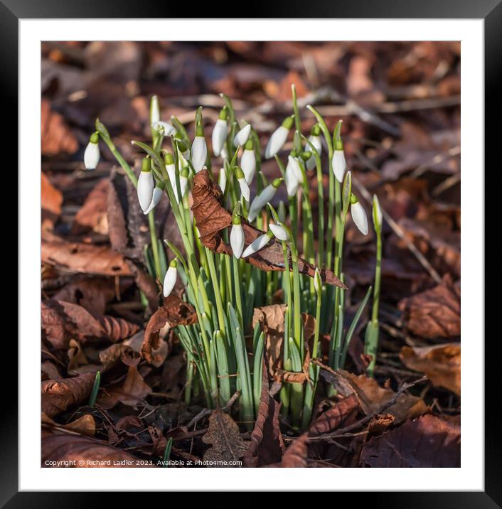 January Snowdrops Framed Mounted Print by Richard Laidler