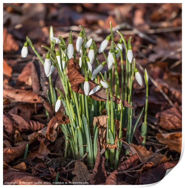 January Snowdrops Print by Richard Laidler
