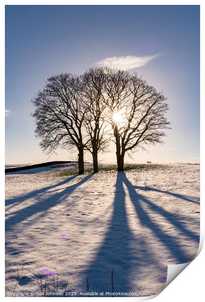 Winter light through some tree with snow on the ground  Print by Gail Johnson