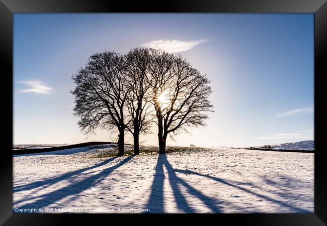 Winter light through some tree with snow on the ground  Framed Print by Gail Johnson