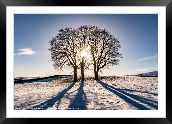 Winter light through some tree with snow on the ground  Framed Mounted Print by Gail Johnson