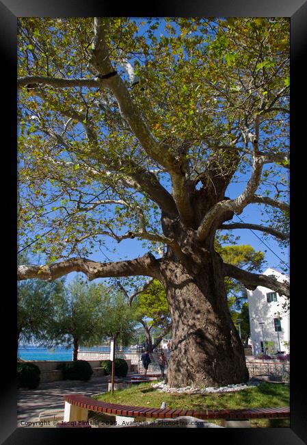 Huge Plane tree Framed Print by Jacqi Elmslie