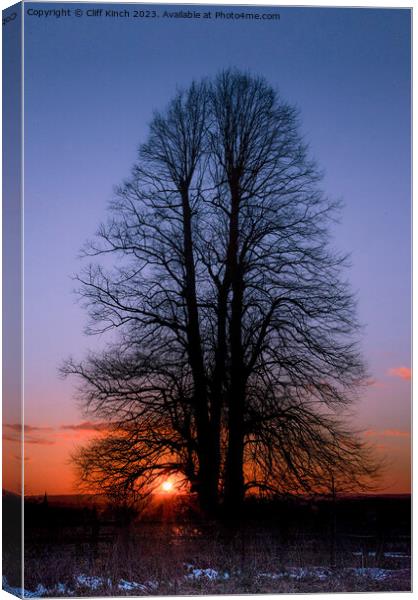 Sunset under the elm Canvas Print by Cliff Kinch